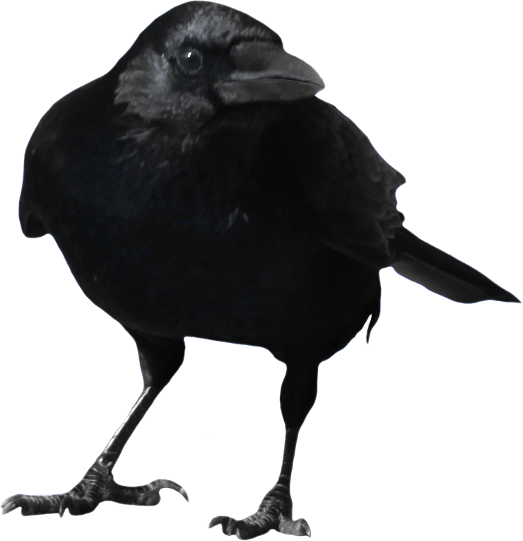 Black Crow Bird Clipart