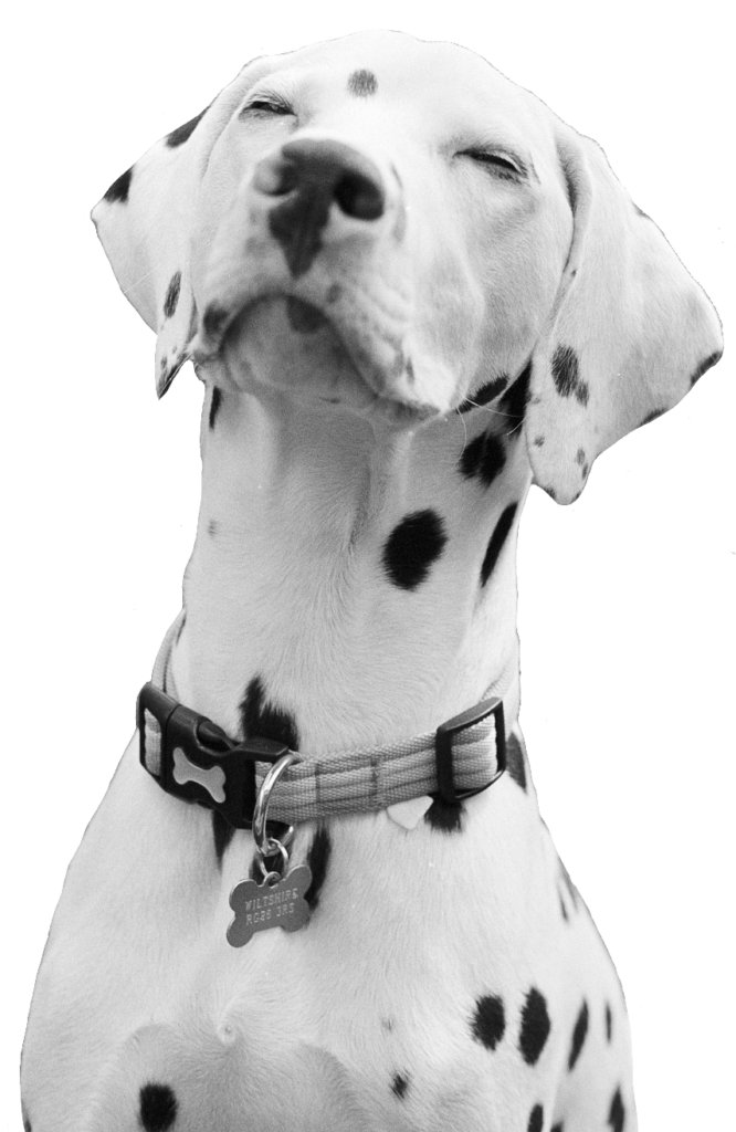 Cute Dalmatian Dog Clipart