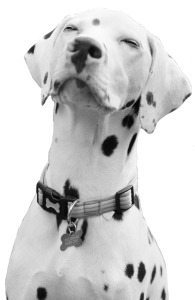 Cute Dalmatian Dog Clipart