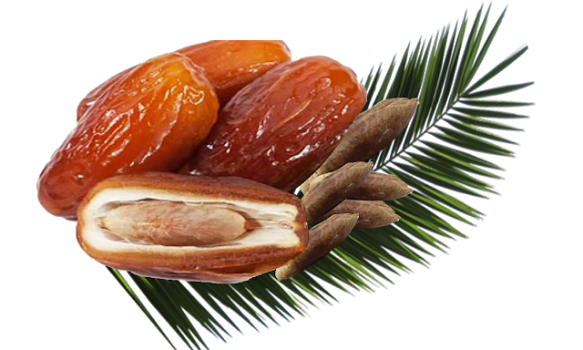 Dates With Palm Leaf Clipart