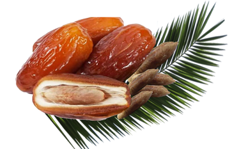 Dates With Palm Leaf Clipart