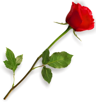 Single Red Rose Stem Free PNG