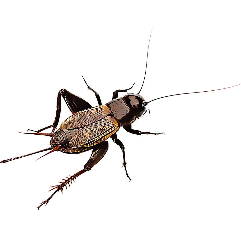 Field Cricket Insect Clipart