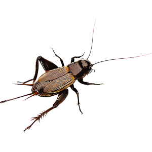 Field Cricket Insect Clipart
