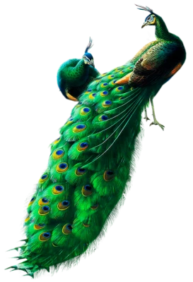 Two Beautiful Peacocks Free PNG