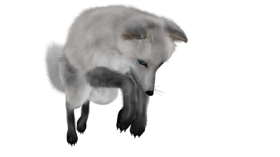 White Arctic Fox Leaping Free PNG