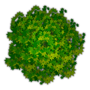 Top Down Tree View Free PNG