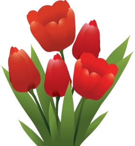 Bunch Of Red Tulips PNG Image
