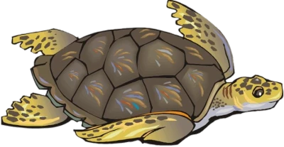 Sea Turtle Drawing Free PNG