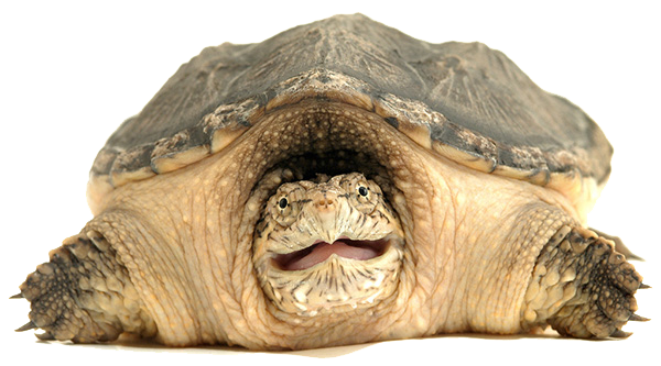 Snapping Turtle Face On PNG Image