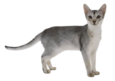 Abyssinian grey cat standing Free PNG