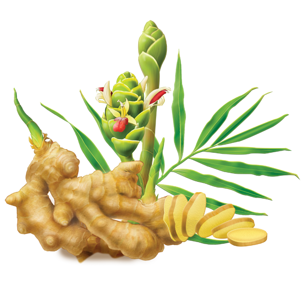 Fresh ginger root green leaves PNG Image