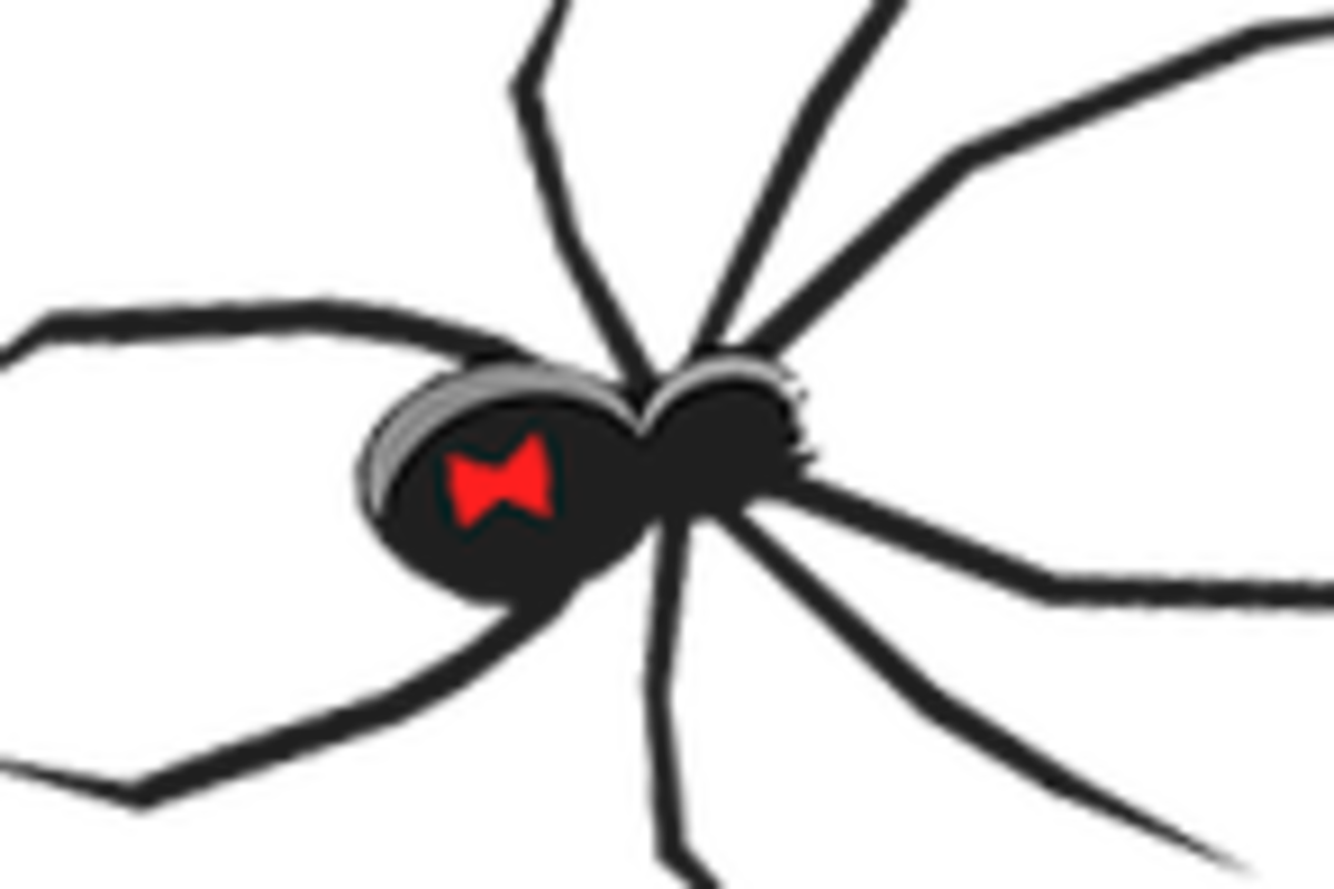 Black Widow Spider Drawing Clipart