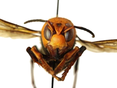 Giant Asian Hornet Face Transparent Background