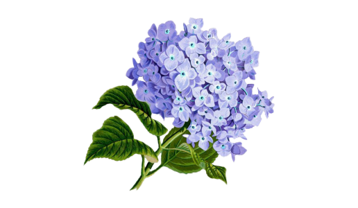 Purple Hydrangea Flower Illustration Clipart