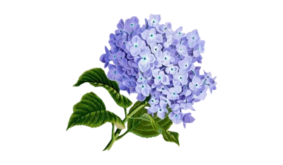 Purple Hydrangea Flower Illustration Clipart