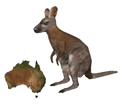3D Kangaroo With Map Of Australia Clipart