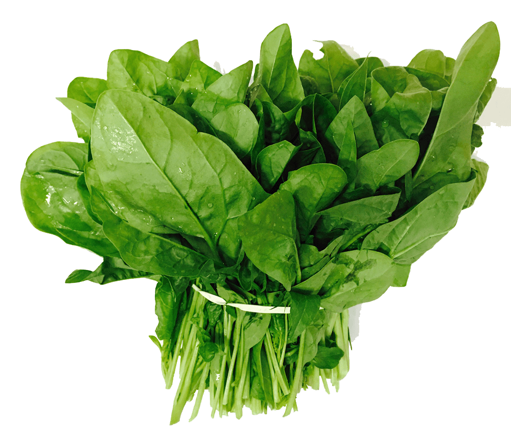 Fresh Green Spinach Bunch Clipart