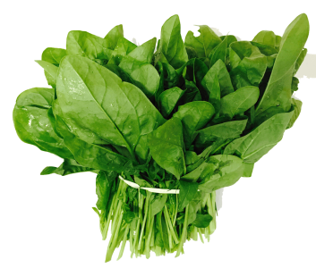 Fresh Green Spinach Bunch Clipart