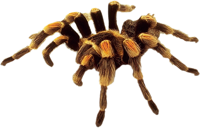 Hairy Tarantula Spider Clipart