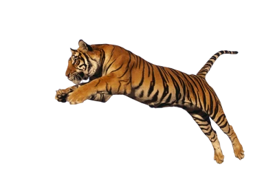 Leaping Wild Tiger Photography Free PNG