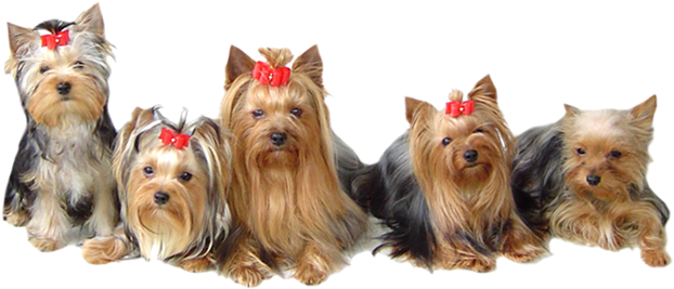 Yorkshire Terrier Dogs Puppies Transparent Background