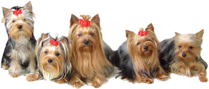 Yorkshire Terrier Dogs Puppies Transparent Background