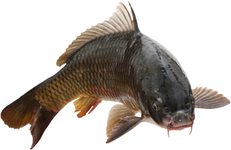 Common Carp Fish Transparent Background