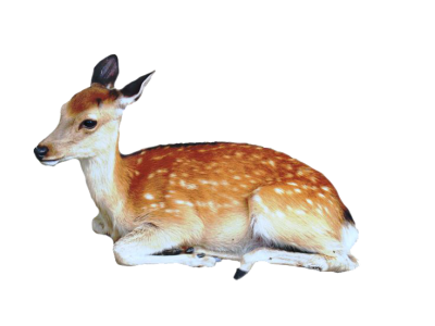 Sitting Deer Fawn Transparent Background