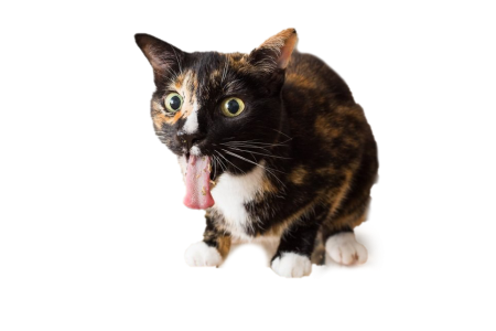Calico Cat Yawning Transparent Background