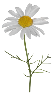 Single White Chamomile Flower Free PNG