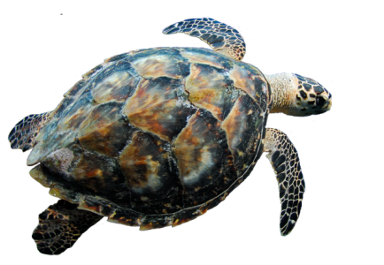 Swimming Sea Turtle Free PNG