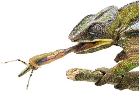 Chameleon Catching Bug with Tongue Free PNG