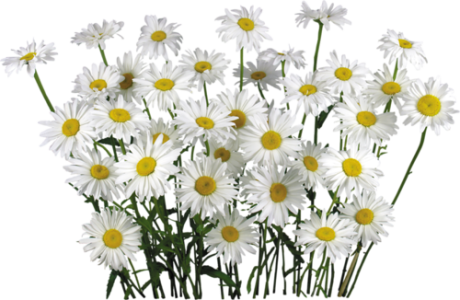 Beautiful White Daisies Flower Bunch Free PNG