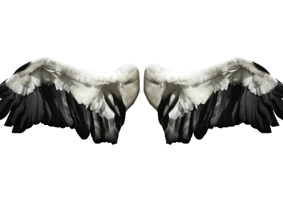 Pair of Angelic Wings PNG