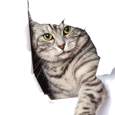 Cat PNG – Cute & Playful Transparent Images Download