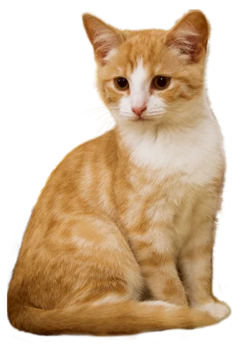 Cat PNG – Cute & Playful Transparent Images Download