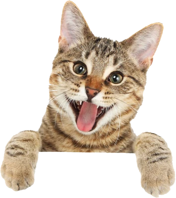 Cat PNG – Cute & Playful Transparent Images Download