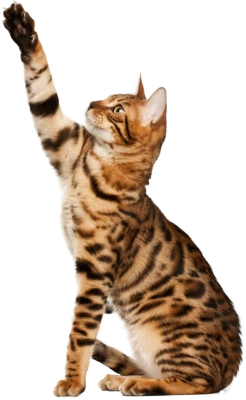 Cat PNG – Cute & Playful Transparent Images Download