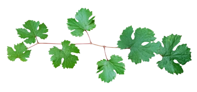 Vine Leaf Branch PNG