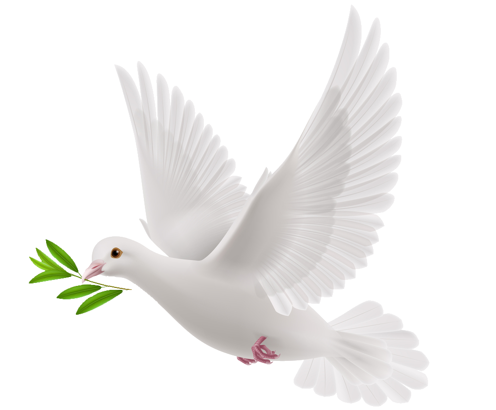 Flying White Dove With Olive Branch Clipart
