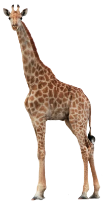 Tall Wild Giraffe PNG Image