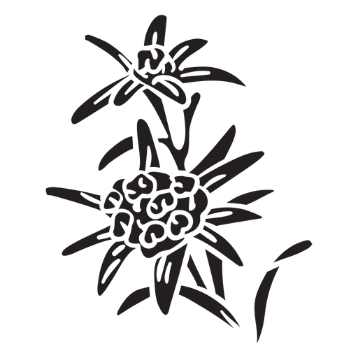 Edelweiss Flower Black And White Clipart