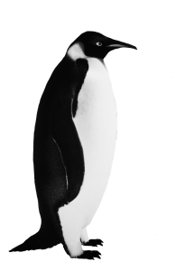 Emperor Penguin Black And White PNG Image