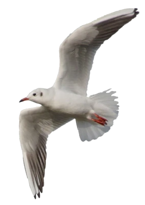 Flying Seagull Bird Isolated Transparent Background