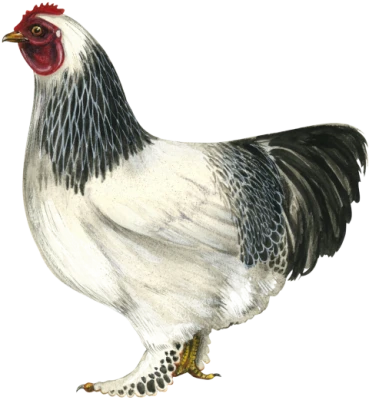 Light Brahma Chicken Rooster Clipart