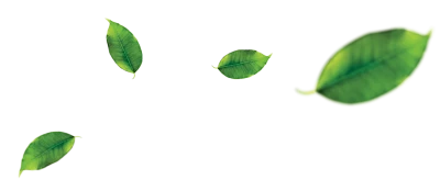 Leaf Green, Green leaves fly with the wind, green leafed plant on blue background, watercolor Leaves, angle, branch PNG Image File Free Download – Clickpng