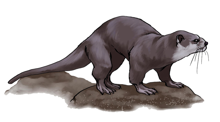 Realistic Otter Illustration Free Download PNG