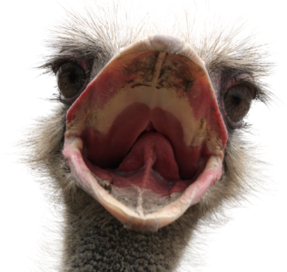 Close Up Ostrich Face Free PNG