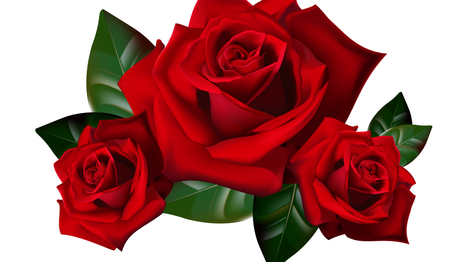 Three Red Roses Arrangement PNG Image